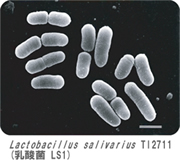 Lactobacillus salivarius TI2711 (乳酸菌LS1)